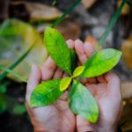 Female hands holding spring sprout seed tree on blurred background. Environment concept