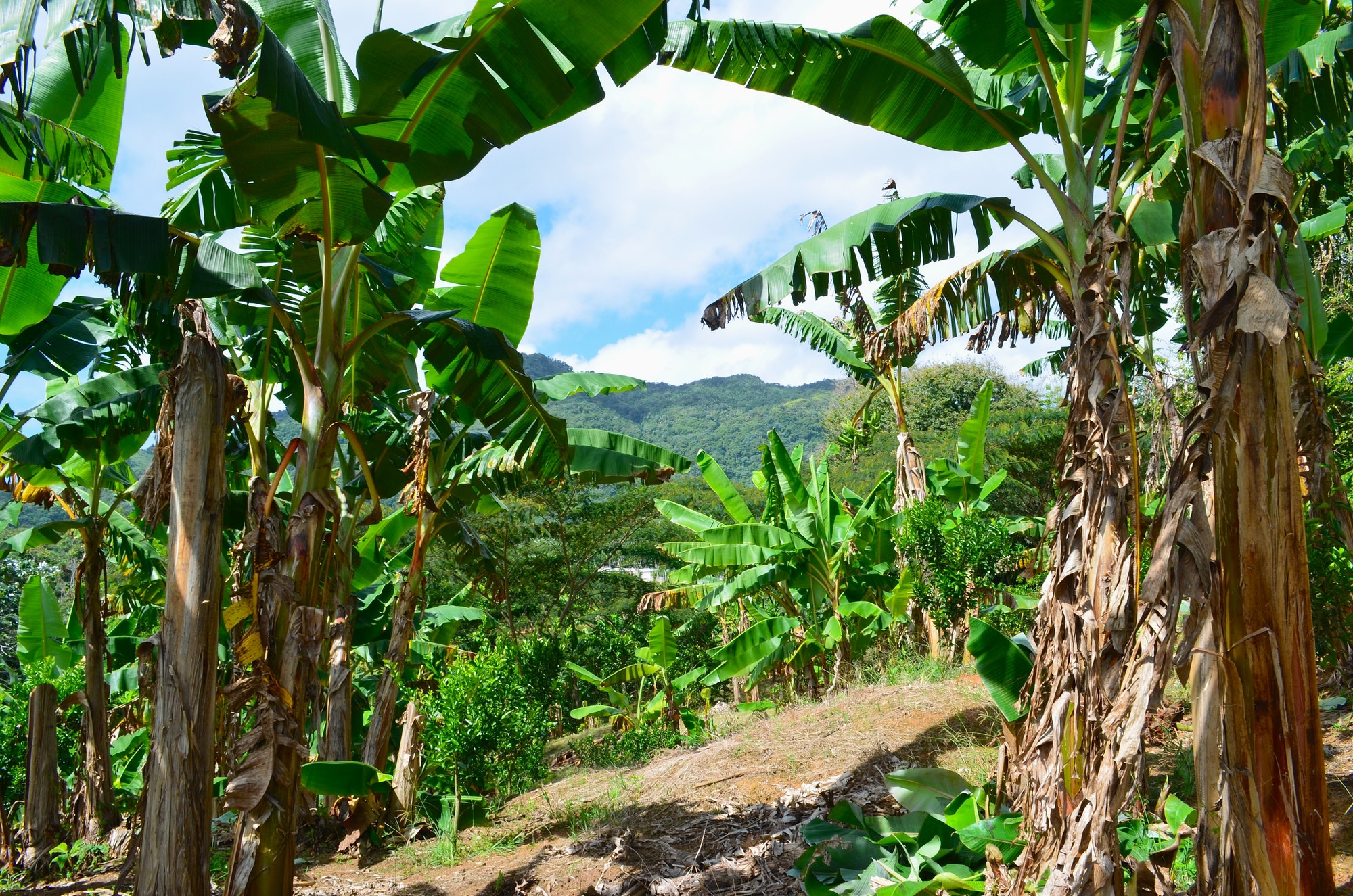 Plantain trees on a coffee farm in Puerto Rico. Banana trees lined up with coffee trees