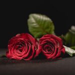 two red roses on black background, funeral concept