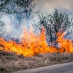 Bushfire burning at Kruger Park in South Africa