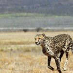 L’Afrique du Sud va envoyer plus de 100 guépards en Inde pour réintroduire l’espèce