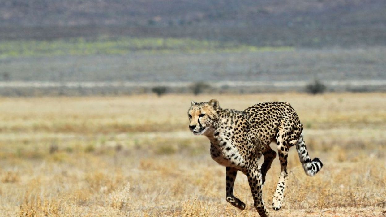 L’Afrique du Sud va envoyer plus de 100 guépards en Inde pour réintroduire l’espèce