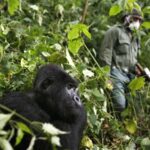RDC: 4 morts dont 3 rangers dans une attaque près du parc des Virunga