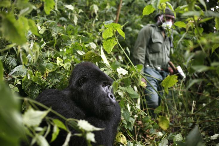 RDC: 4 morts dont 3 rangers dans une attaque près du parc des Virunga