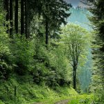 pathway between green leafed trees
