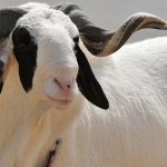 En Afrique, la filière ovine a de beaux jours devant elle