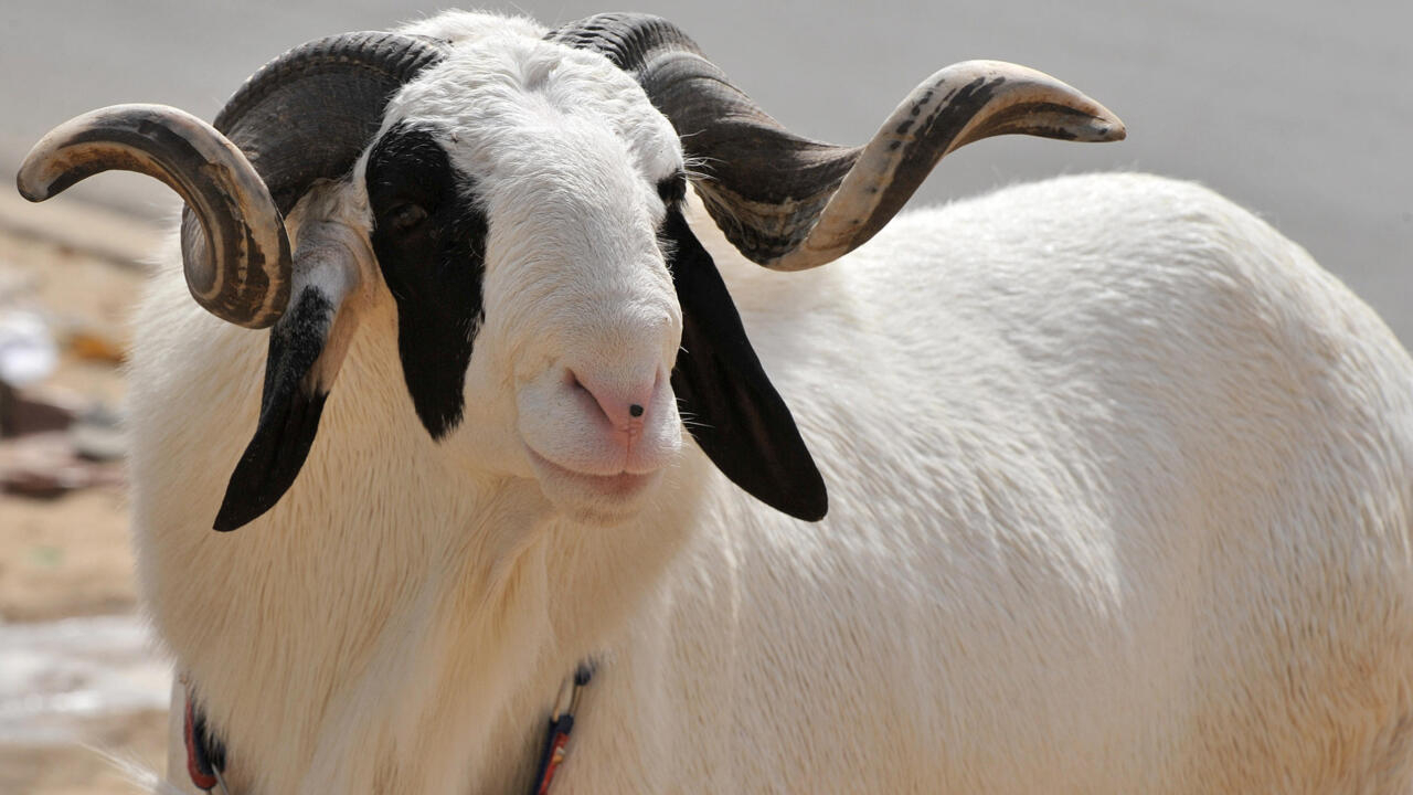 En Afrique, la filière ovine a de beaux jours devant elle