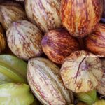 Effondrement du cours mondial du cacao : les producteurs locaux de Beni très affectés