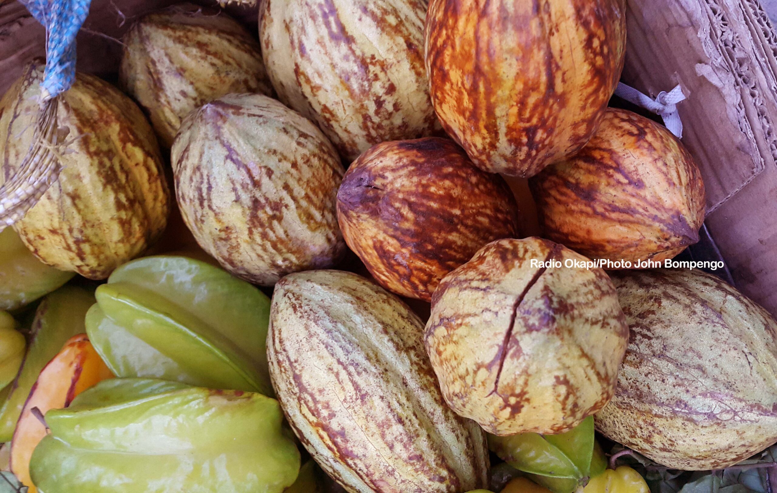 Effondrement du cours mondial du cacao : les producteurs locaux de Beni très affectés