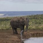 La Namibie veut abattre des animaux sauvages pour atténuer une sécheresse record