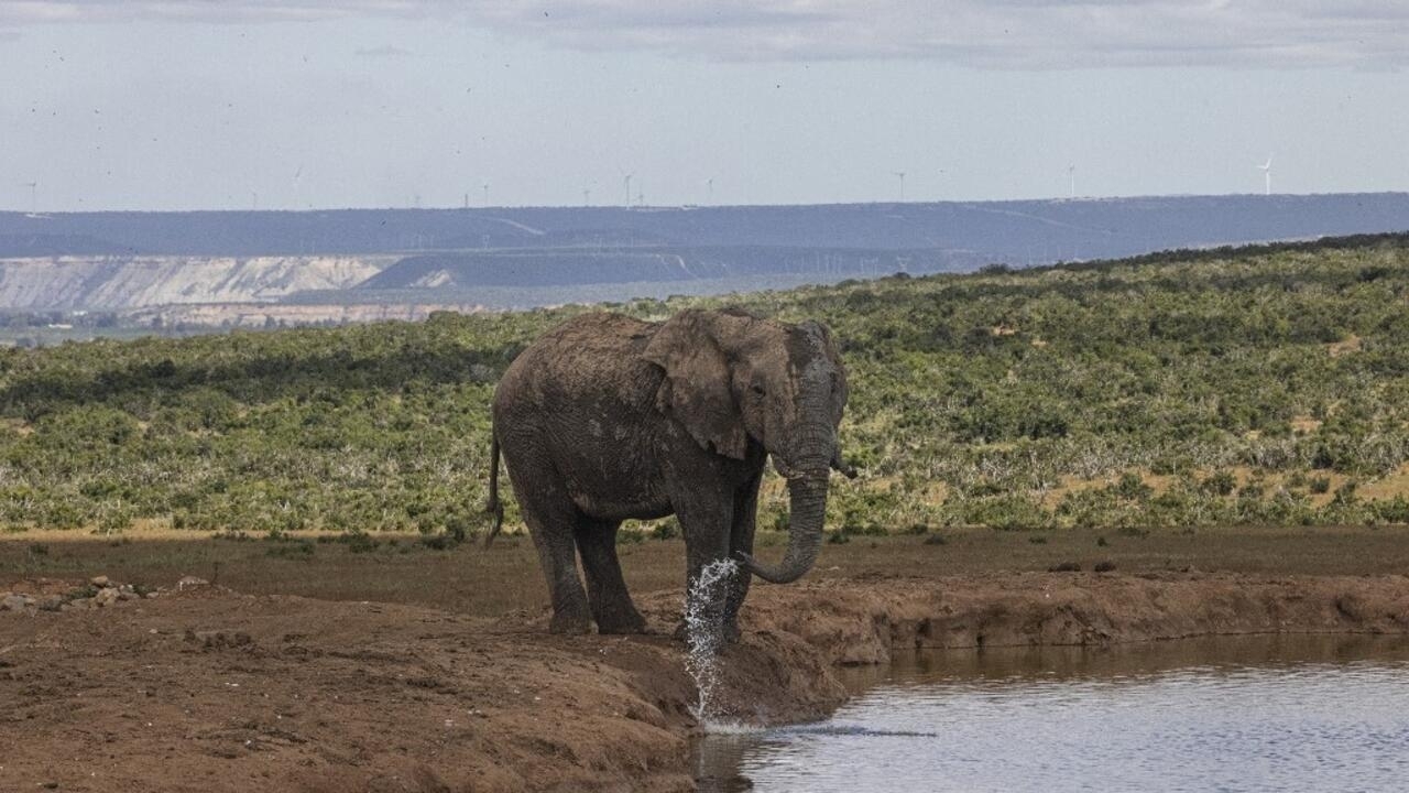 La Namibie veut abattre des animaux sauvages pour atténuer une sécheresse record