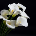 Beautiful lines and shapes of white elegant calla lilies flowers on a black .Funeral floristry
