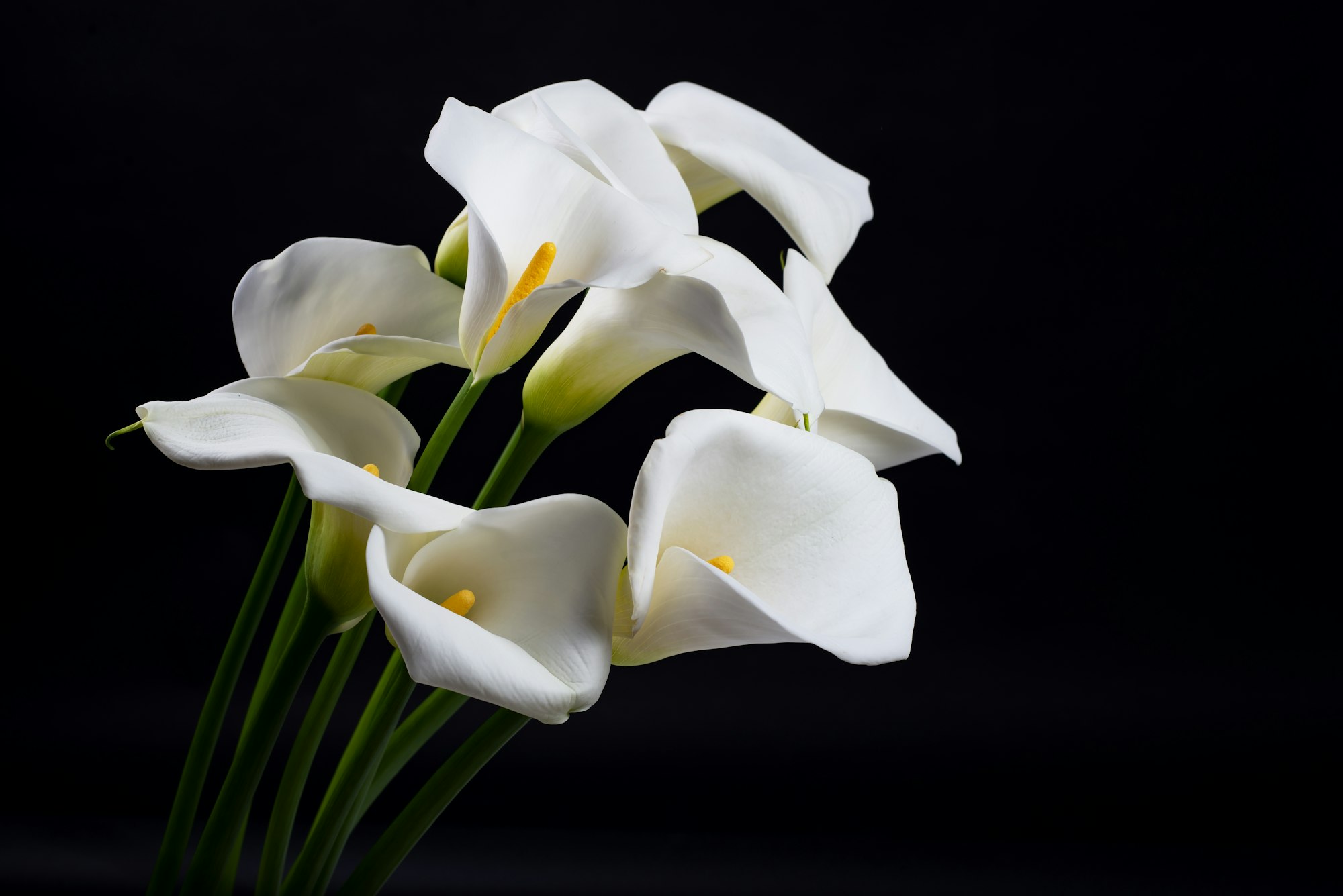 Beautiful lines and shapes of white elegant calla lilies flowers on a black .Funeral floristry