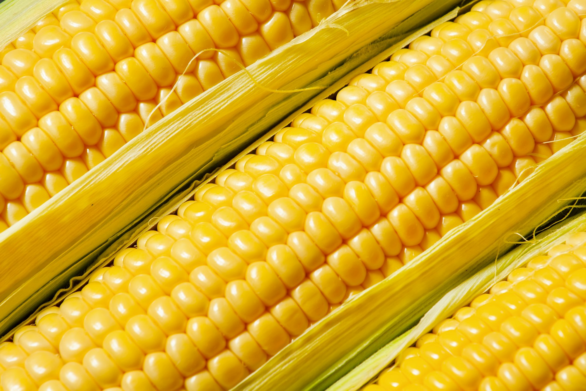 Ripe yellow corn, top view