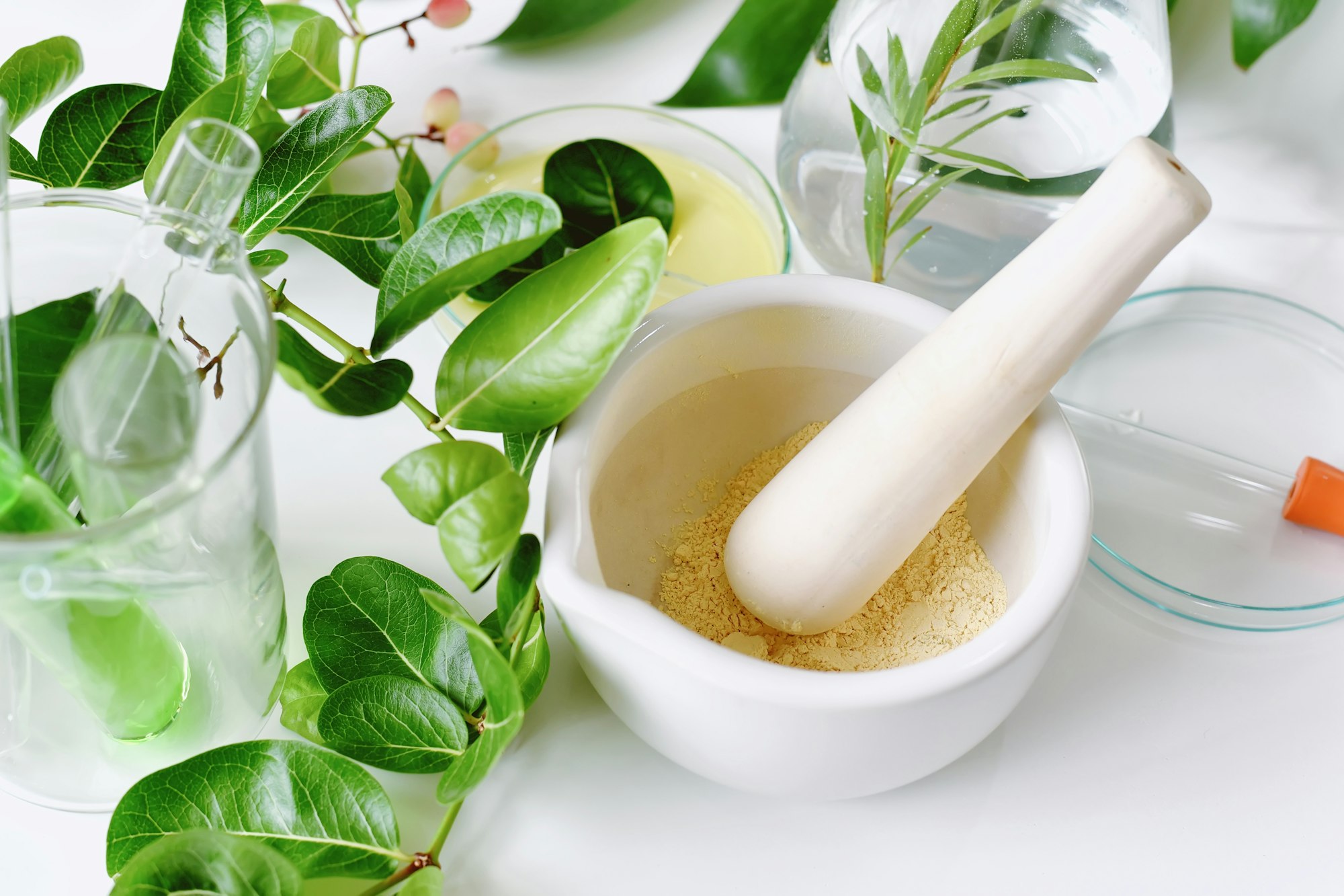 Herbes Puissantes pour une Santé Optimale