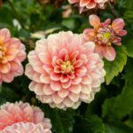 Decorative dahlia 'Hillcrest Firecrest' in flower