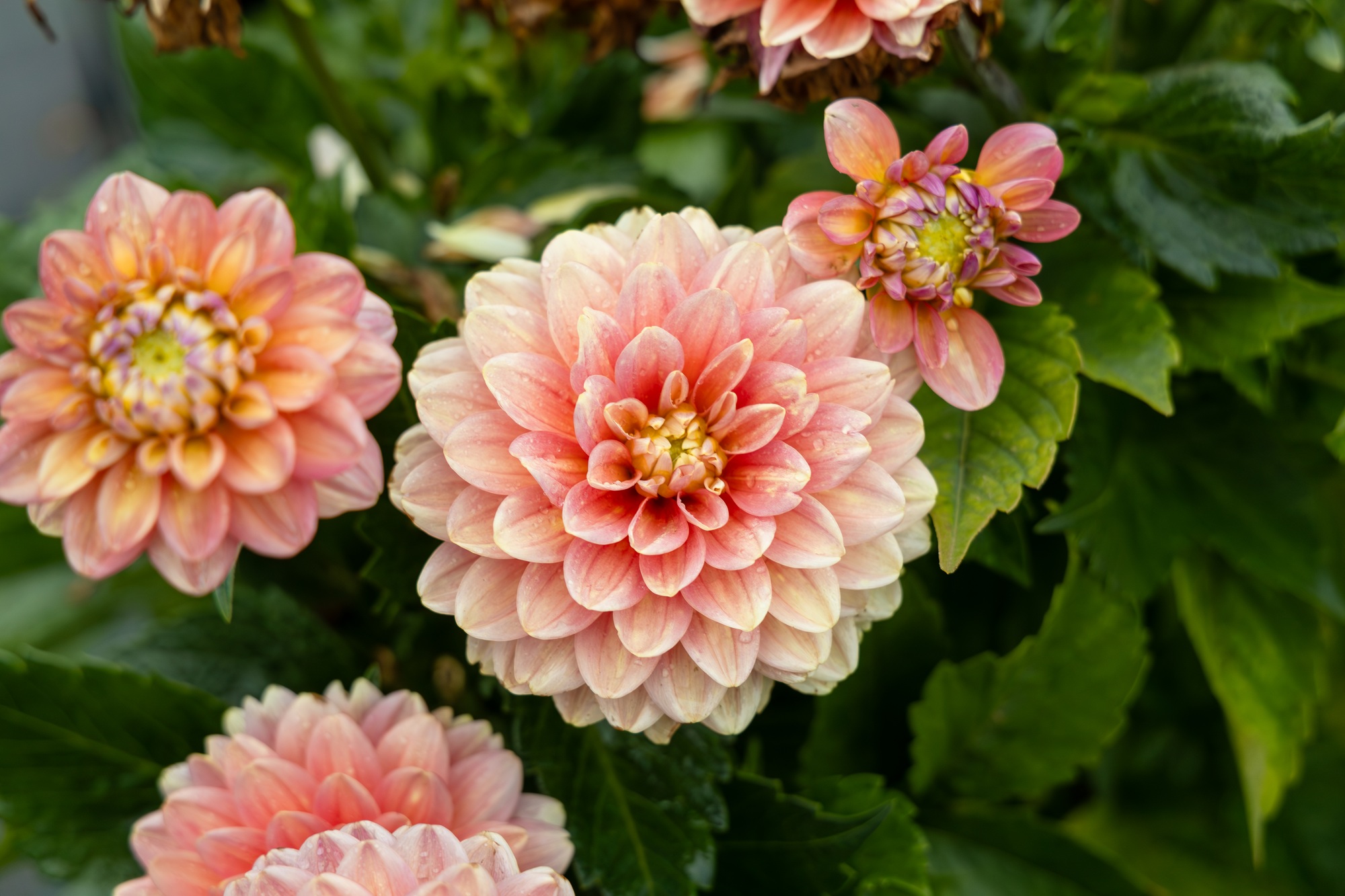 Decorative dahlia 'Hillcrest Firecrest' in flower