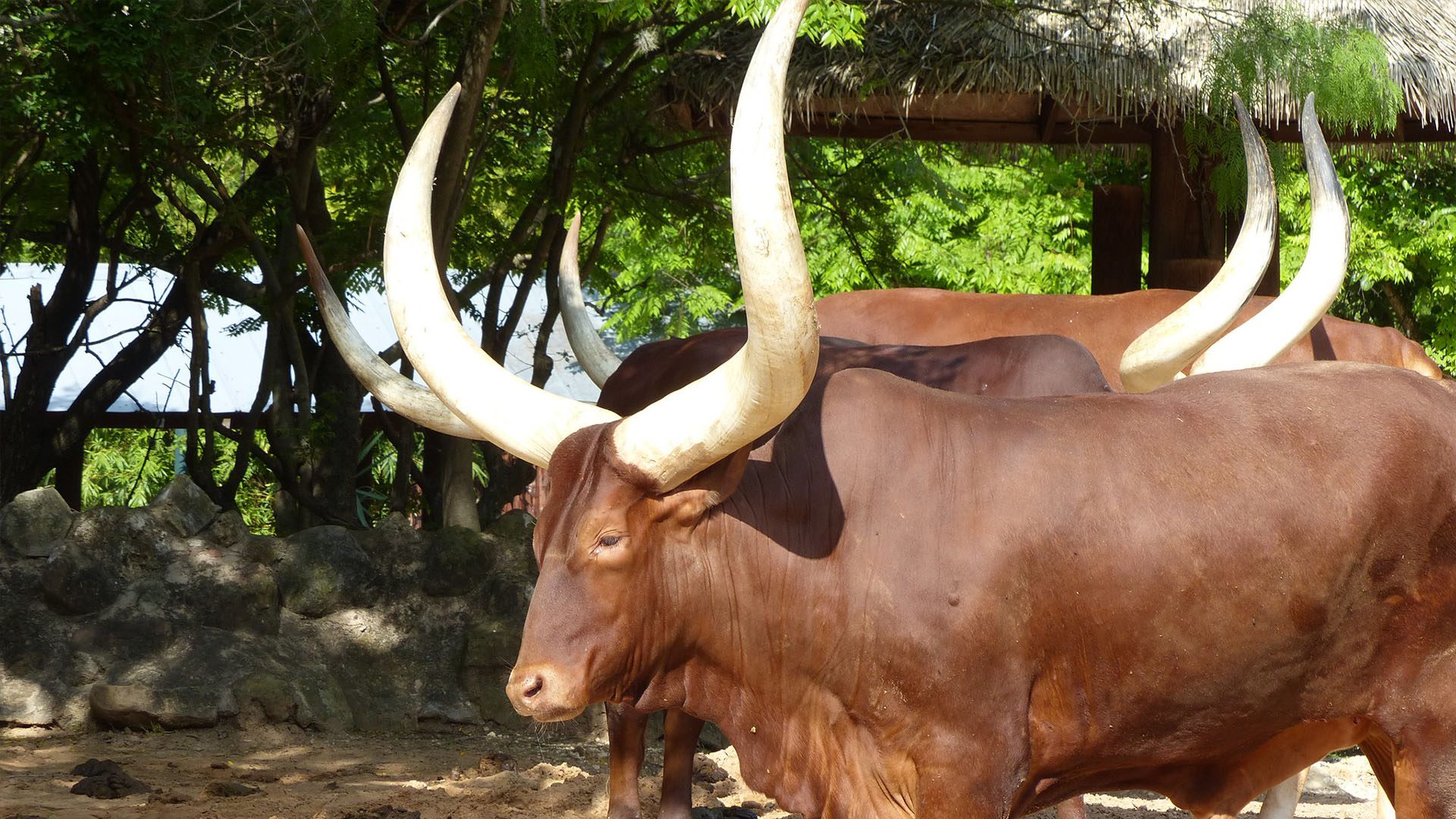 Vache de Kaziba