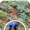 Entreprenariat